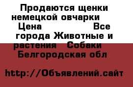 Продаются щенки немецкой овчарки!!! › Цена ­ 6000-8000 - Все города Животные и растения » Собаки   . Белгородская обл.